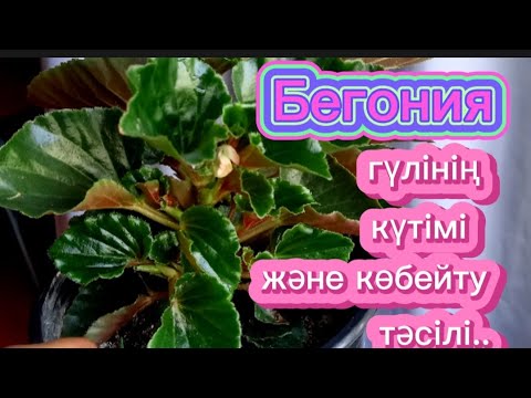 Видео: БЕГОНИЯ гүлінің күтімі және көбейиу тәсілі.....#гүлдер #гул #гүл #бегония