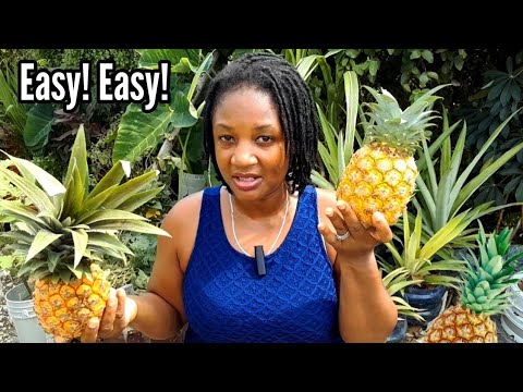Видео: Как сажать ананасы 🍍 из Crown ЛЕГКО! Вырастите тонну ананасов 🍍 в контейнерах