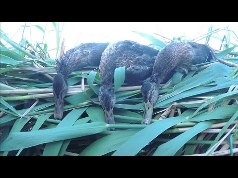 Видео: Удачное открытие охоты на утку 2020 с ночёвкой. Интересный случай на охоте...