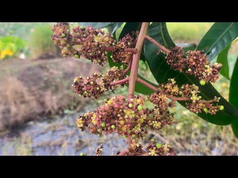Видео: Тайваньский манго, доминирование семян после 2 дней опрыскивания