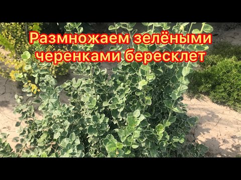 Видео: Почти 100% укоренение бересклета Форчуна Эмеральд Гаити методом зелёного черенкования.
