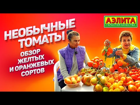 Видео: ТОМАТЫ АНТИСТРЕСС! Обзор желтых и оранжевых оригинальных сортов.