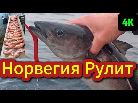 Видео: Завершающий День Незабываемой рыбалки в Норвегии с Иванычем на острове Vandve 4K