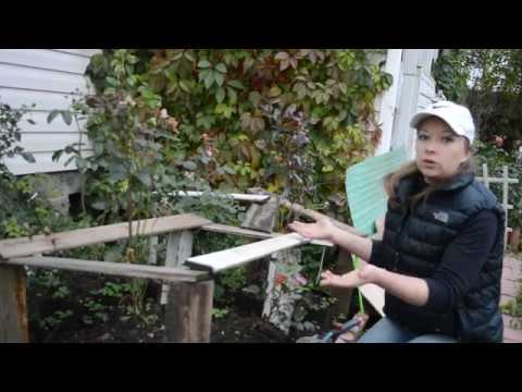 Видео: Как укрыть розы на зиму: самый верный способ