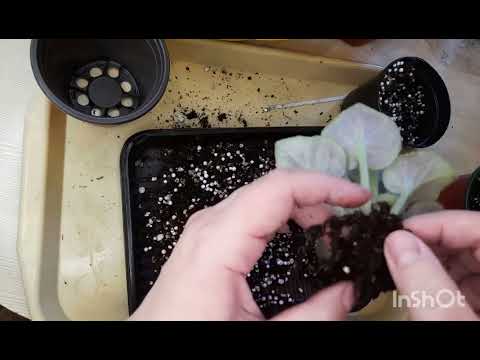 Видео: Фиалки, посадки-пересадки, листики, детки.