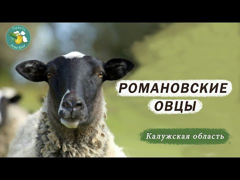 Видео: Как получать больше мяса от романовских овец. Калужское ранчо