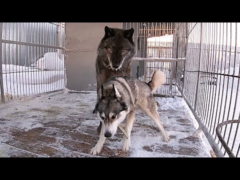 Видео: Вязка Волка и Хаски, wolf and husky breeding