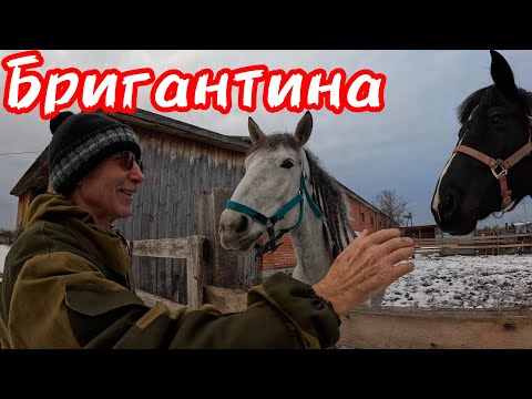 Видео: Кони.