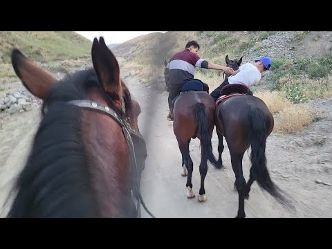 Видео: Аттарды бастырып баштадынар анан, сезонго даярдап...