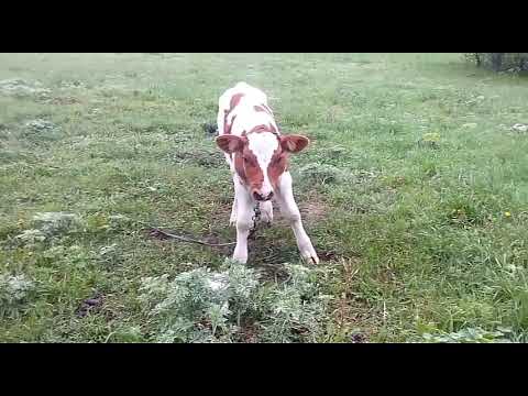 Видео: Лечение поноса у теленка, причина поноса, глисты у телят