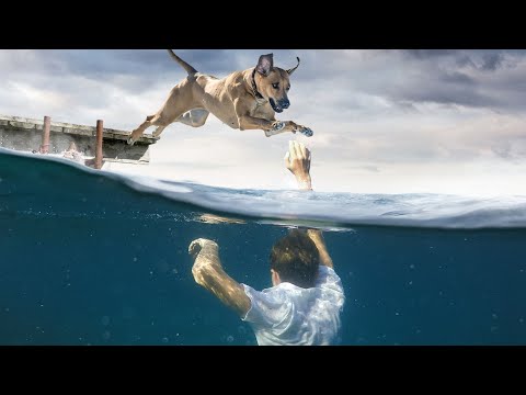 Видео: Хүний амь аварсан гайхалтай амьтад