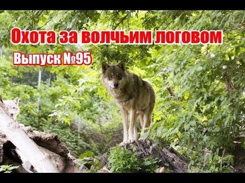 Видео: Охота за волчьим логовом | Выпуск №95 (UKR)