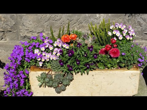 Видео: ВАРИАНТЫ КОМПОЗИЦИЙ ЦВЕТОВ в кашпо и вазонах #цветы #цветыдлясада #композициицветов #идеидлясада