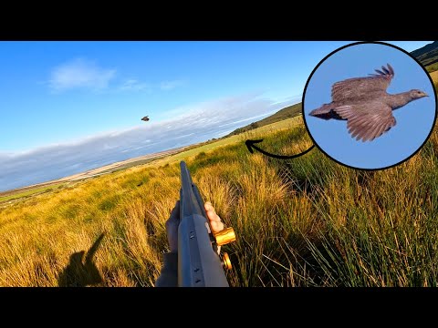 Видео: Охота на фазана с ружьем 12 калибра!! Безумные выстрелы!