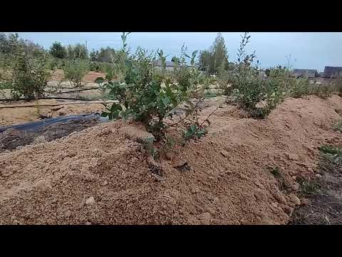 Видео: Как, когда и чем мульчировать голубику!