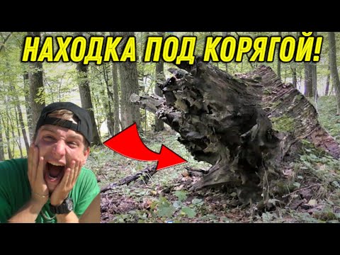 Видео: Сигнал под СТАРОЙ КОРЯГОЙ Оказался очень ДРЕВНЕЙ НАХОДКОЙ, Везет так Везет на КОПЕ в ЛЕСУ!!!