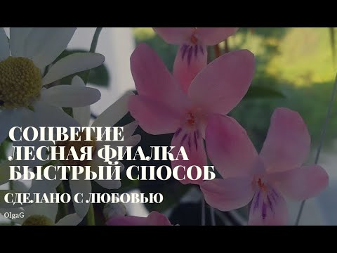 Видео: Быстрый цветочек лесной фиалки