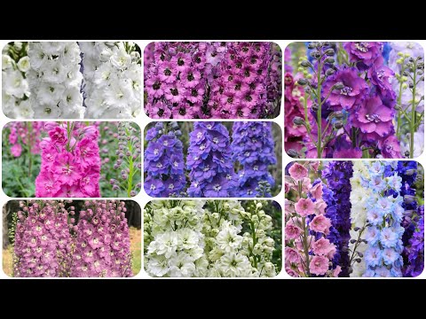 Видео: Новозеландские дельфиниумы - будущие компаньоны для моих роз!