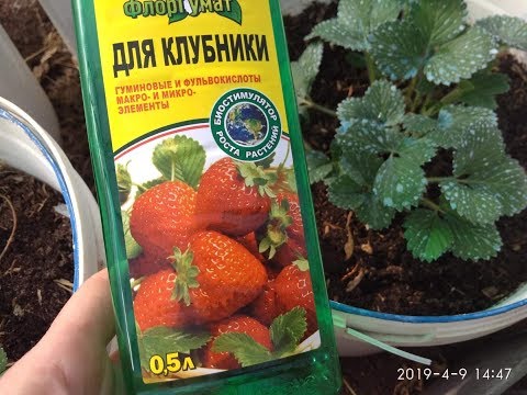 Видео: Клубника в ведрах. Обязательные обработки и первая подкормка.