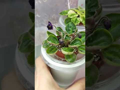 Видео: Полив фиалок с удобрениями. Я делаю так !!!