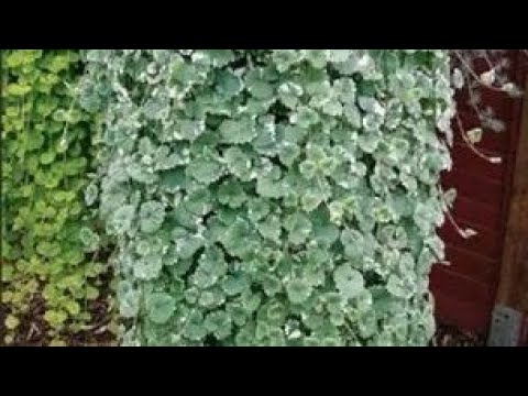 Видео: черенкование будры