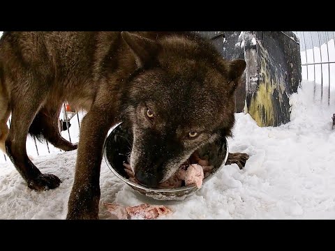 Видео: Волк съел 10 кг за раз, The wolf ate 10 kg at a time.