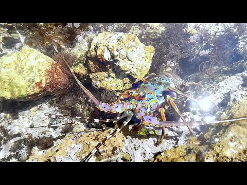 Видео: Приближается сибирская волна холода! Омары и все виды осьминогов заморожены