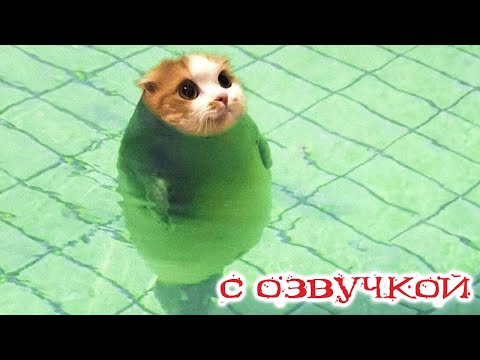 Видео: ПРИКОЛЫ С КОТАМИ! САМАЯ смешная ОЗВУЧКА животных! до СЛЁЗ!