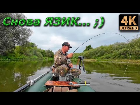 Видео: Нахлыст. Кудьма, снова язь...