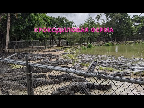 Видео: Крокодиловая ферма