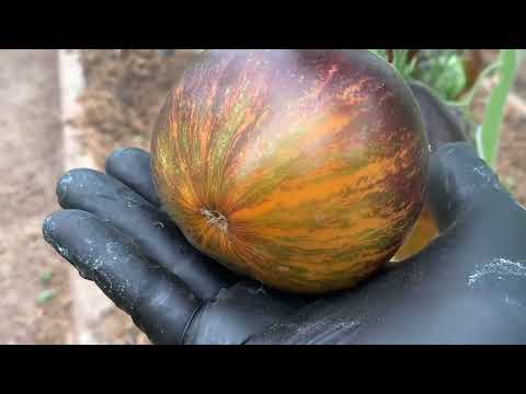 Видео: Обзор сортов селекции Софии Сааковой 1 часть