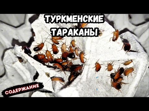 Видео: ‼️ТУРКМЕНСКИЕ ТАРАКАНЫ‼️СОДЕРЖАНИЕ‼️
