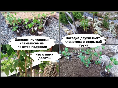 Видео: Однолетние черенки клематисов.Посадка двухлетнего в открытый грунт.