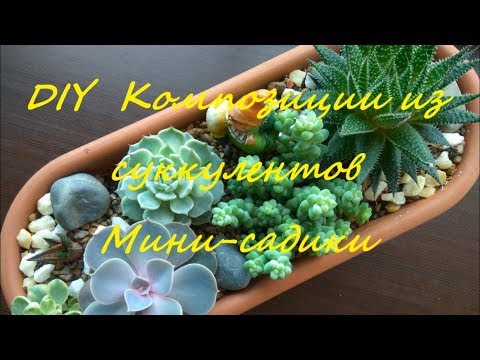 Видео: DIY  Композиции из суккулентов Мини-садики DIY the Composition of succulents Mini gardens