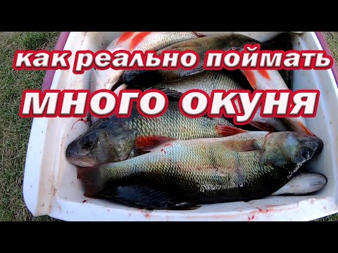 Видео: Рыбаки В ШОКЕ от ПРОСТОЙ ПРИМАНКИ!!! Она ловит любое количество рыбы!!! Браконьерская снасть!!!