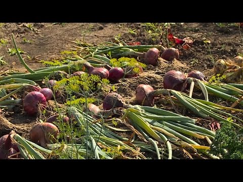 Видео: Уборка и хранение лука