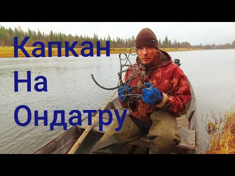 Видео: ОХОТА НА ОНДАТРУ ГУМАННЫМИ КАПКАНАМИ / УСТАНОВКА ПРОХОДНЫХ КАПКАНОВ В НОРЫ. ТАЁЖНАЯ РЕКА ПИЖМА.