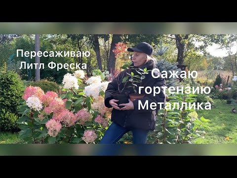 Видео: САЖАЮ МЕТАЛЛИКУ, ПЕРЕСАЖИВАЮ ЛИТЛ ФРЕСКА