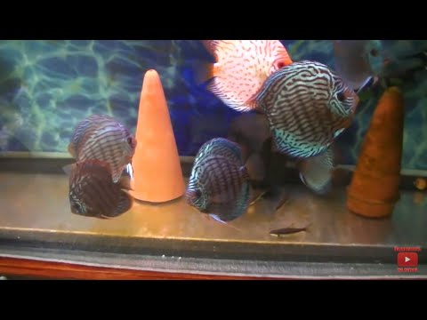 Видео: Особенности содержания дискусов. Подготовка аквариума и его составляющих.