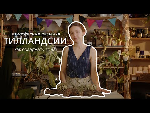 Видео: 🔥 УДИВИТЕЛЬНЫЕ ТИЛЛАНДСИИ: как содержать дома