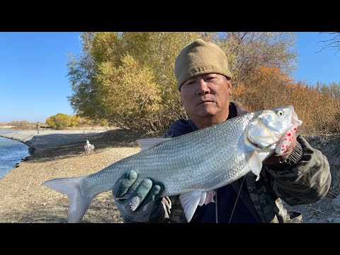 Видео: ЛОВЛЯ ЖЕРЕХА !!! ОСЕНЬ 🍂 Рыбалка на Каратале, сезон жереха 2021, как поймать жереха.Талдыкорган.