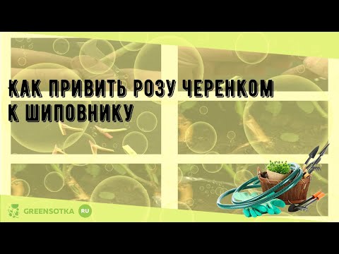 Видео: Как привить розу черенком к шиповнику