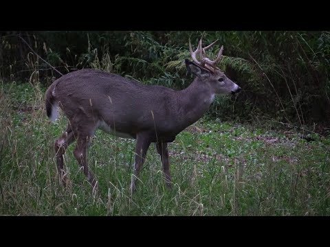 Видео: Пенсильвания Drop Tine Buck на 35 ярдов