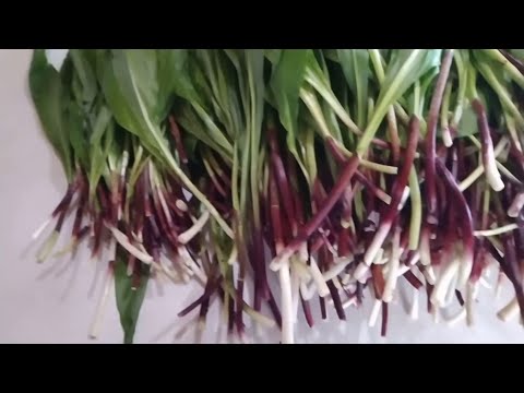 Видео: АДЖИКА ИЗ ЧЕРЕМШИ. Прогулка за черемшой.