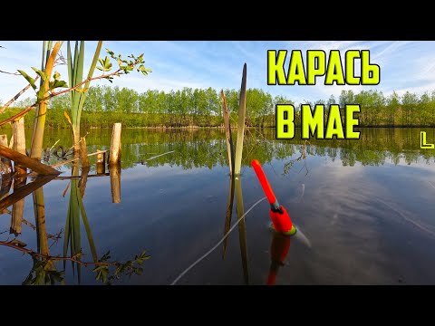 Видео: РЫБАЛКА НА КАРАСЯ В МАЕ. На что лучше ловить карася в мае. и супербонус.