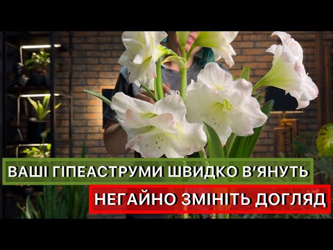 Видео: Секрети тривалого цвітіння Гіпеаструмів / Амарилісів. Догляд під час цвітіння.