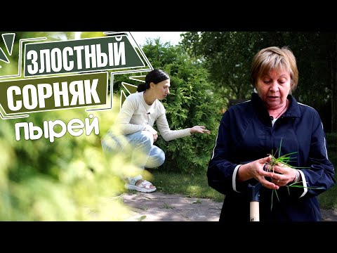 Видео: Как избавиться от пырея на участке? Советы эксперта