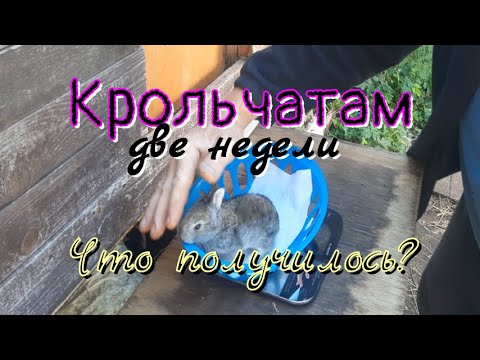 Видео: Допустил с кроликами инбридинг. Что вышло?