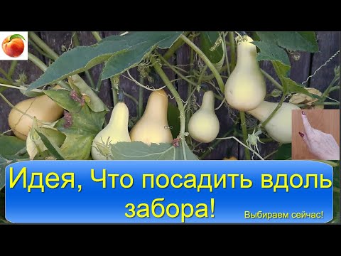 Видео: Идеи декора Что посадить вдоль забора garden decor Сибирский сад