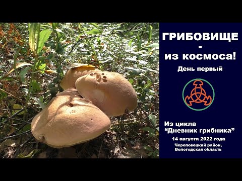 Видео: Грибовище - из космоса. День первый. "Дневник грибника" 14 августа 2022 года.